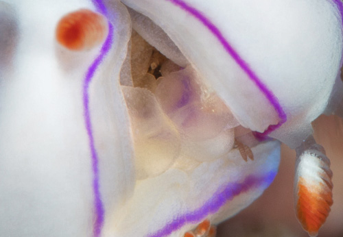 Thorunna daniellae: mating, detail