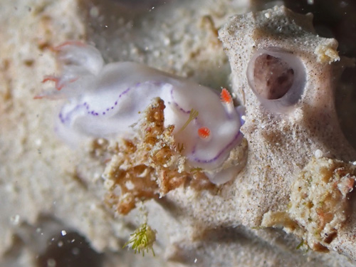 Thorunna daniellae: animal feeding on pink sponge