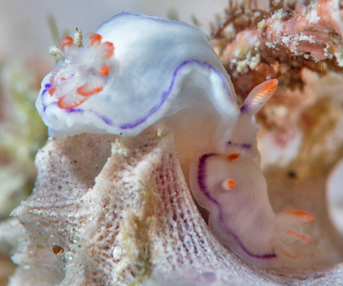 Thorunna daniellae: pair feeding on pink sponge