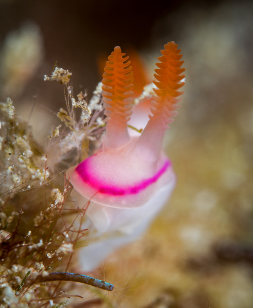 Thorunna kahuna: rhinophores