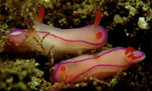 Thorunna kahuna: mating