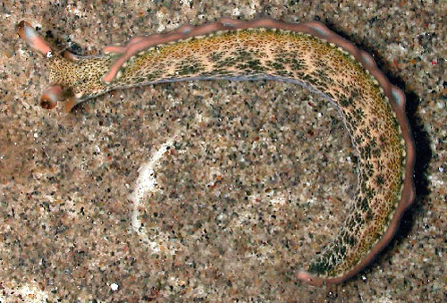 Thuridilla carlsoni