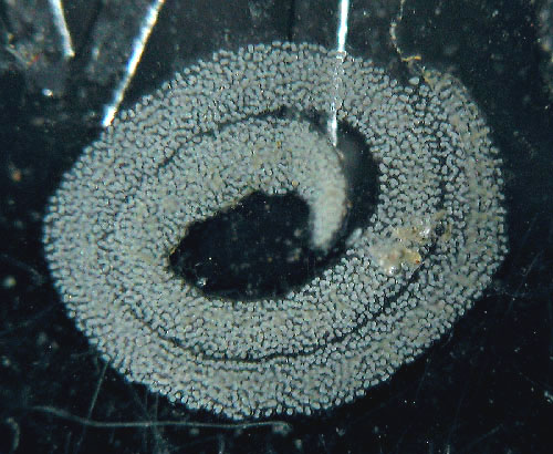 Thuridilla carlsoni: egg mass