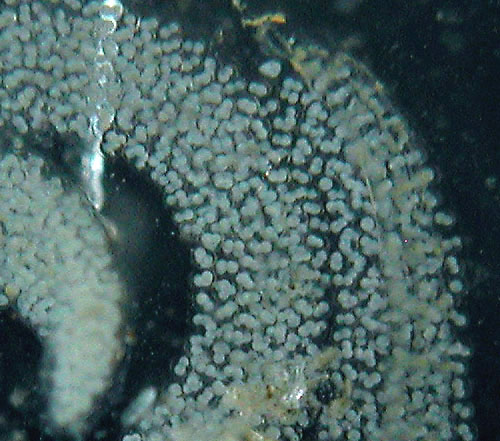 Thuridilla carlsoni: egg mass detail