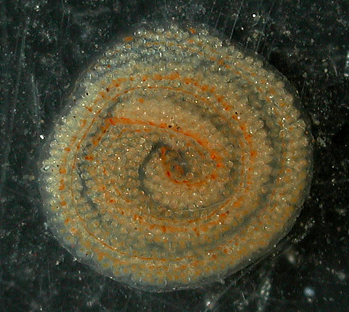 Thuridilla kathae: egg mass, 5 day old