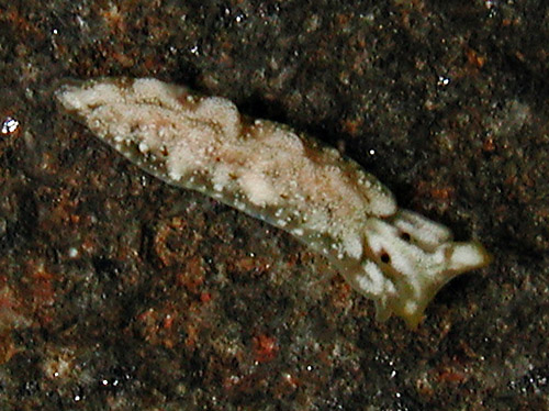 Thuridilla kathae: young, 3 mm