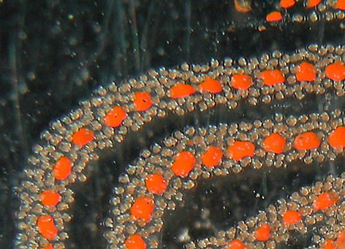 Thuridilla neona: egg mass, detail, 2 days