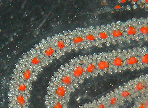 Thuridilla neona: egg mass, detail, 5 days