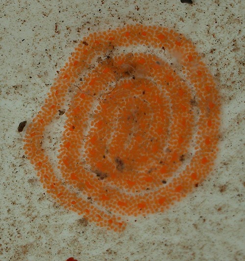 Thuridilla sp. #3: egg mass, 2 days