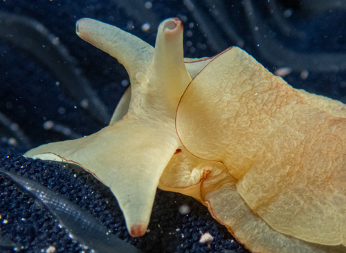 Tomoberthella martensi: head detail