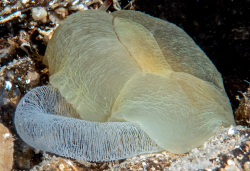 Tomoberthella martensi: laying eggs, detail