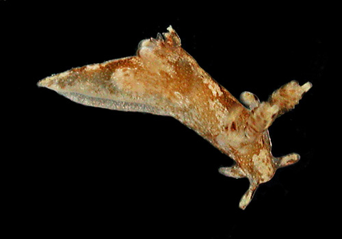 Trapania euryeia: side, pale