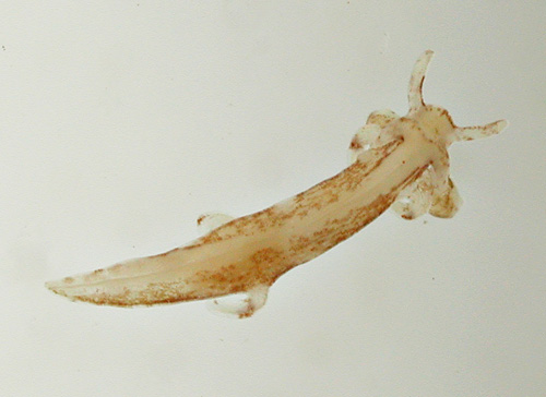 Trapania euryeia: underside