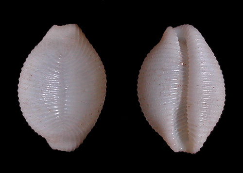 Trivirostra edgari: shell