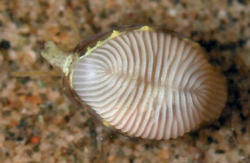 Trivirostra hordacea