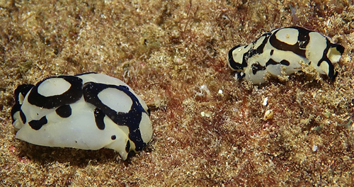 Tubulophilinopsis pilsbryi: feeding?