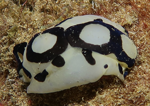 Tubulophilinopsis pilsbryi: feeding?