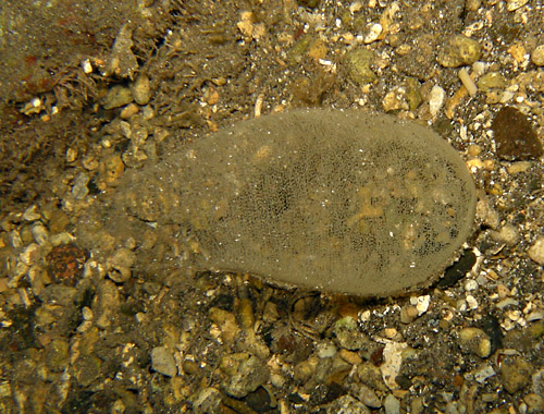 Tubulophilinopsis sp. #1: probable egg mass in field