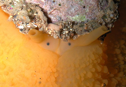 Umbraculum sp. #1: rhinophores, front