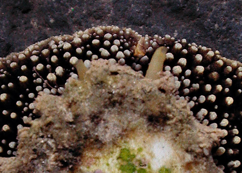 Umbraculum sp. #2: detail