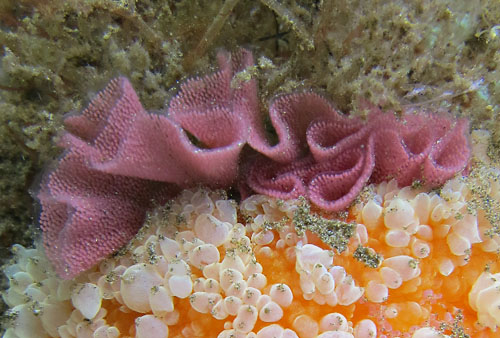 Umbraculum sp. #3: laying eggs, detail