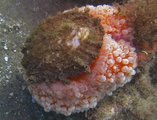 Umbraculum sp. #3: laying eggs, whole animal