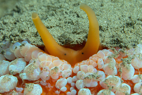 Umbraculum sp. #3: front, rhinophores extended