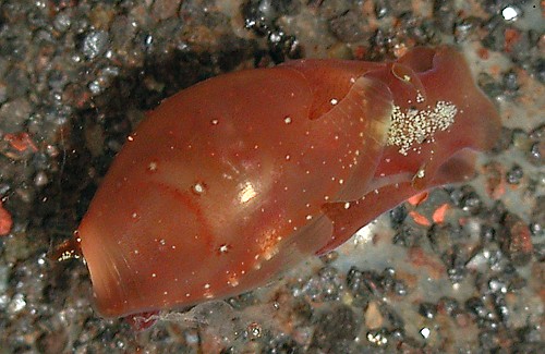 Vellicola muscarius