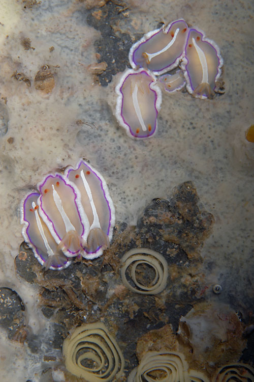 Verconia sp. #4: massed feeding