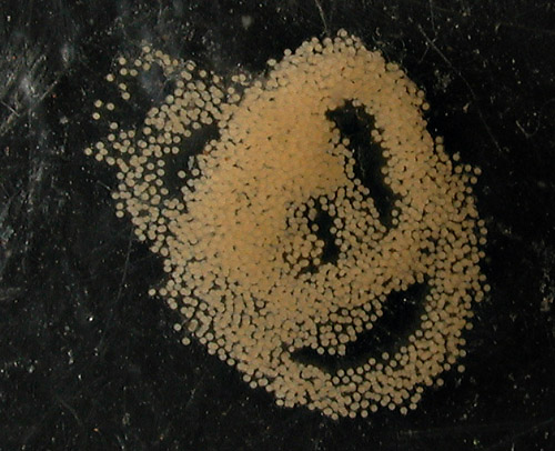 Verconia varians: egg mass