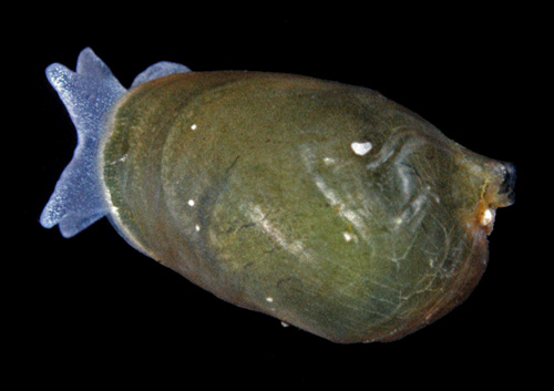 Volvatella ventricosa